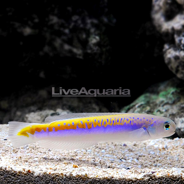 Oreni Tilefish Oreni Tilefish